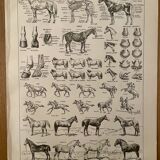 Lithograph on the horse - 1930