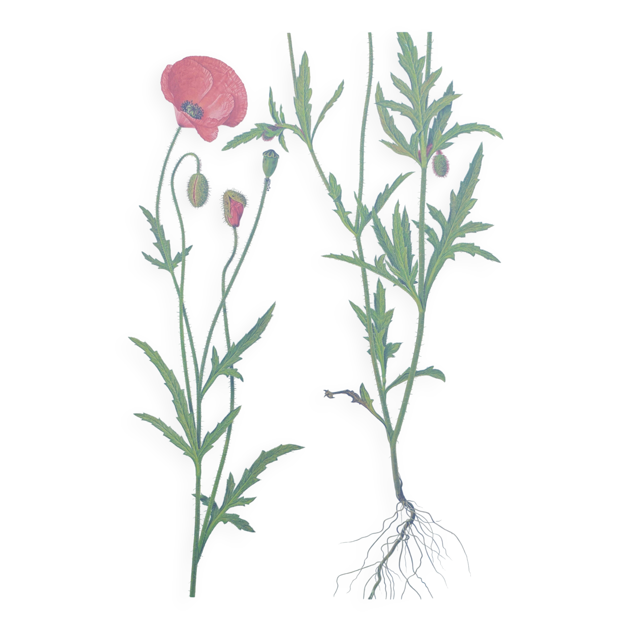 Planche botanique vintage de 1978. Coquelicot. Illustration plante sauvage