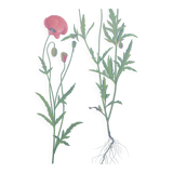 Vintage botanical print from 1978. Poppy. Wild plant illustration.