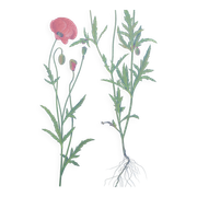 Planche botanique vintage de 1978. Coquelicot. Illustration plante sauvage