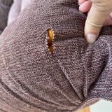 Canapé chauffeuse velours vintage