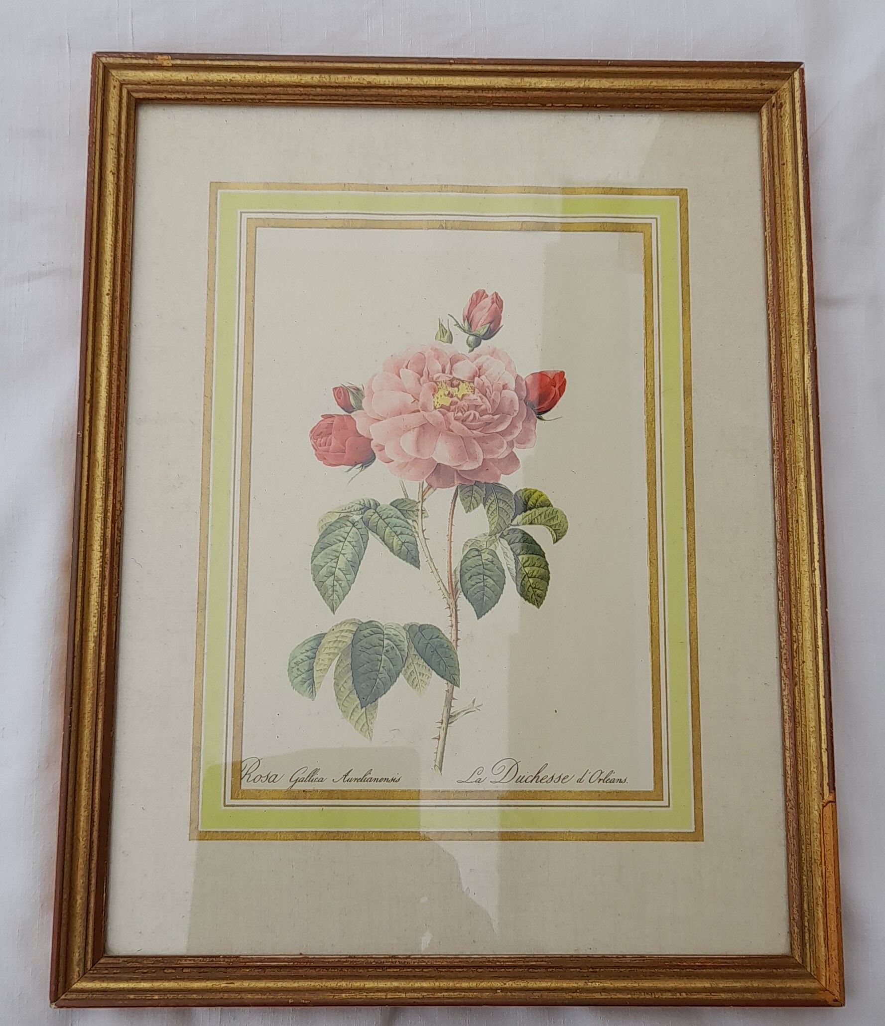 Botanical poster Rosa Gallica Aurelianensis The Duchess of Orleans 34 X 26,5 cm
