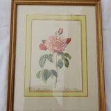 Botanical poster Rosa Gallica Aurelianensis The Duchess of Orleans 34 X 26,5 cm
