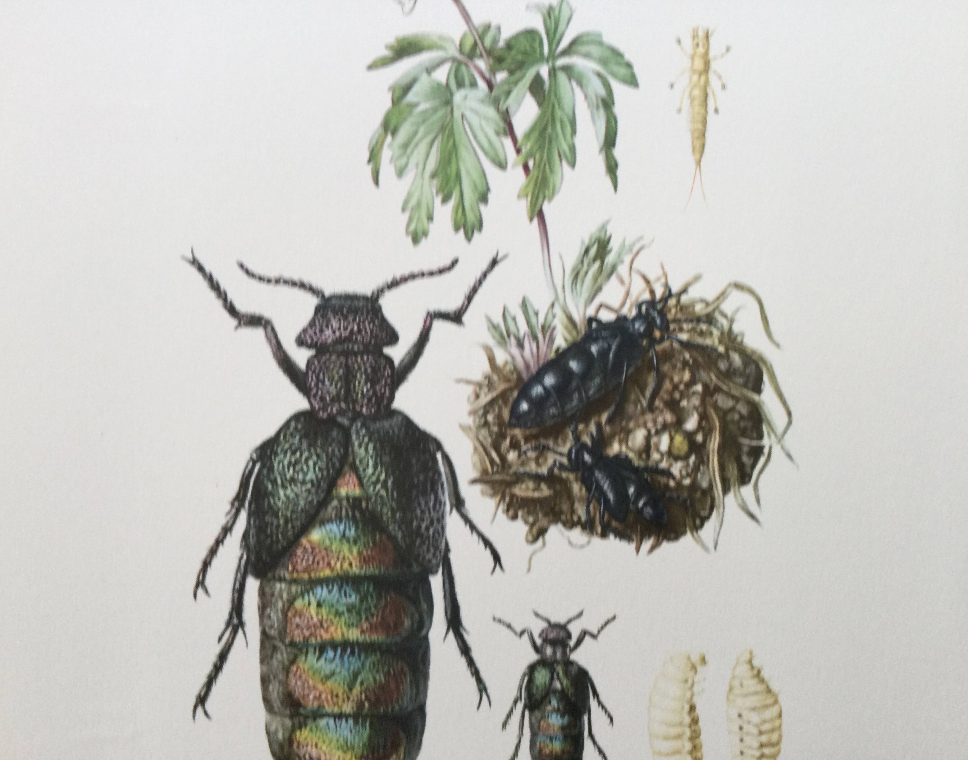 Antique illustration of insects, vintage print from the 60s