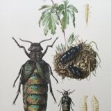 Antique illustration of insects, vintage print from the 60s