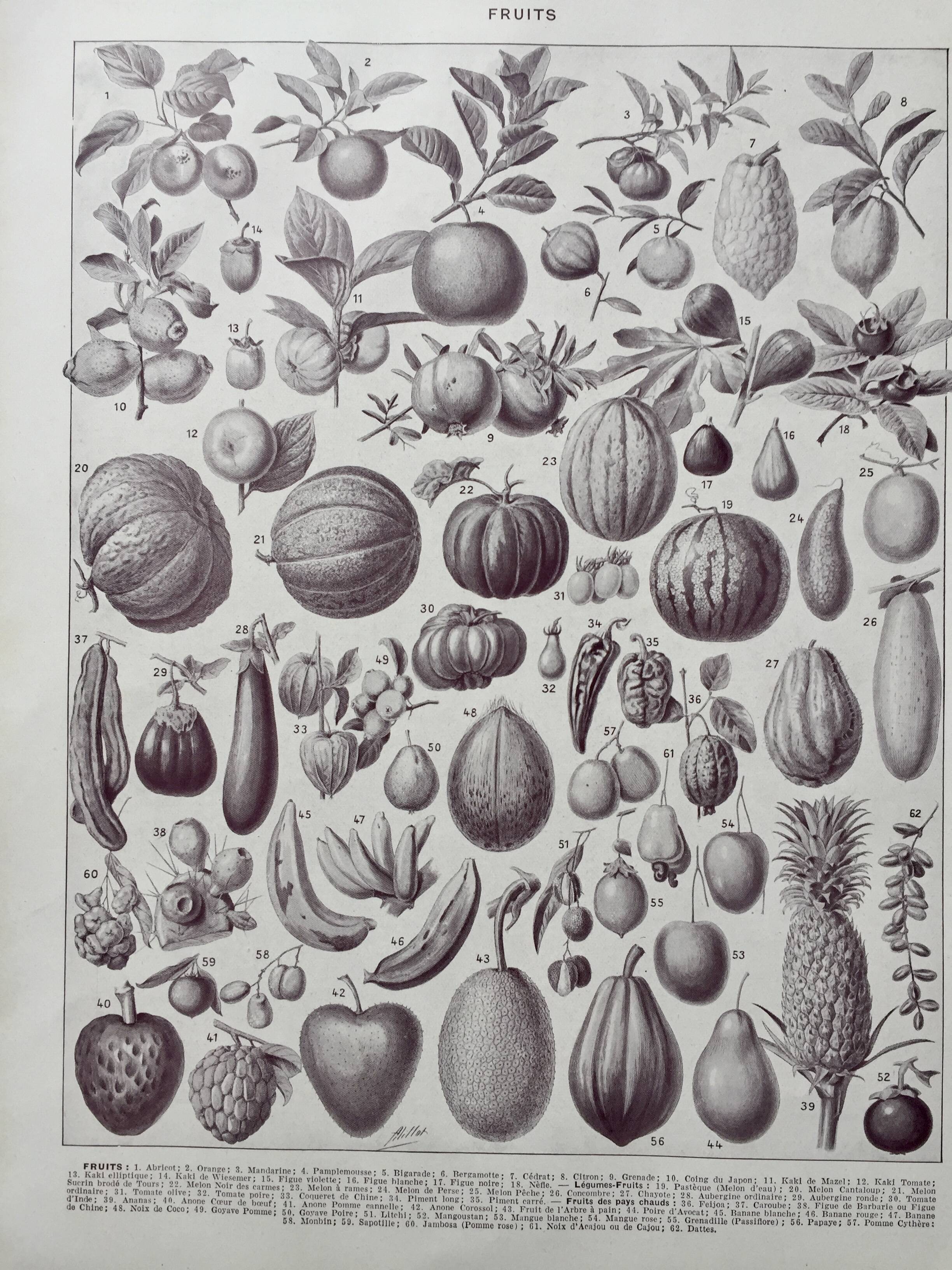 Old illustration Millot "Fruits"