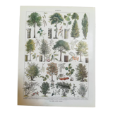 Lithograph on trees from 1928 "poplar"