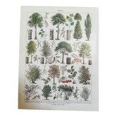 Lithographie sur les arbres de 1928 "peuplier"