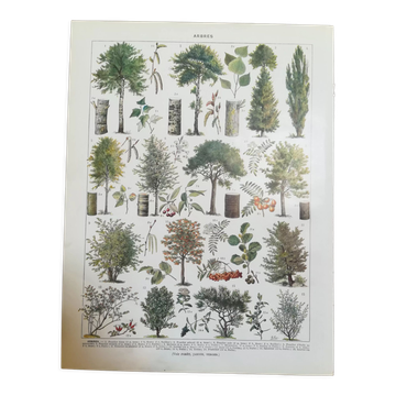 Lithographie sur les arbres de 1928 "peuplier"