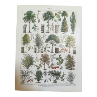 Lithographie sur les arbres de 1928 "peuplier"