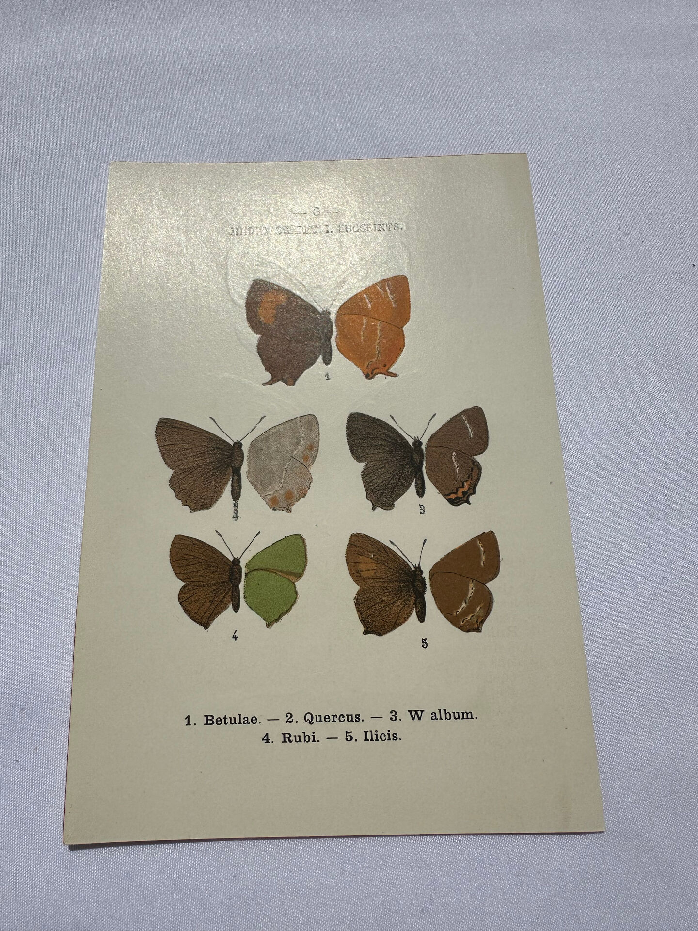 Naturalist plate engraving butterfly 19th century