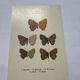 Naturalist plate engraving butterfly 19th century