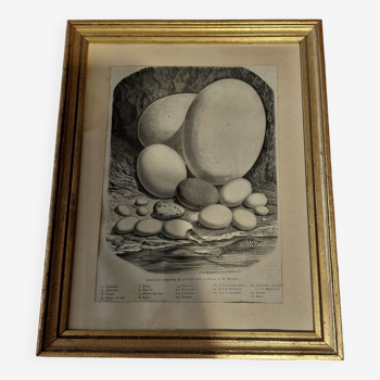 Animal engraving XIXth framed eggs