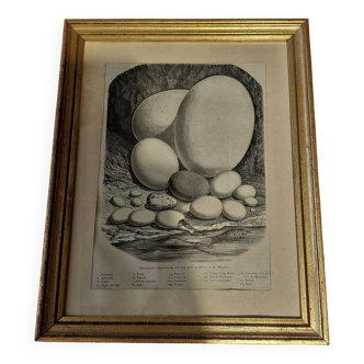 Animal engraving XIXth framed eggs