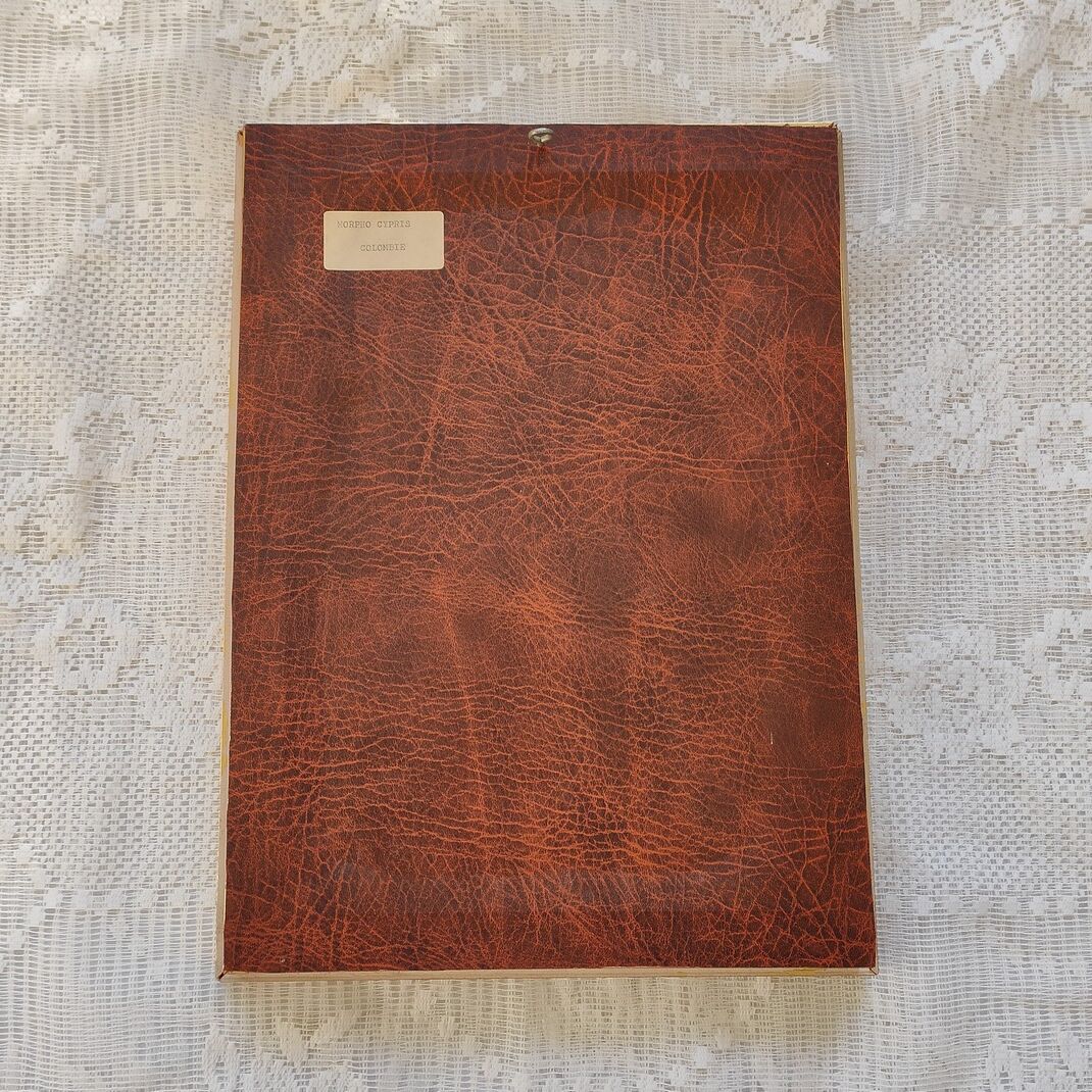 Butterfly taxidermy frame