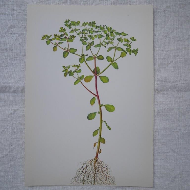 Set of 2 botanical plates Omblette and Orobranche du trèfle