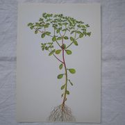 Set of 2 botanical plates Omblette and Orobranche du trèfle