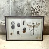 Boîte d'entomologie d'insectes