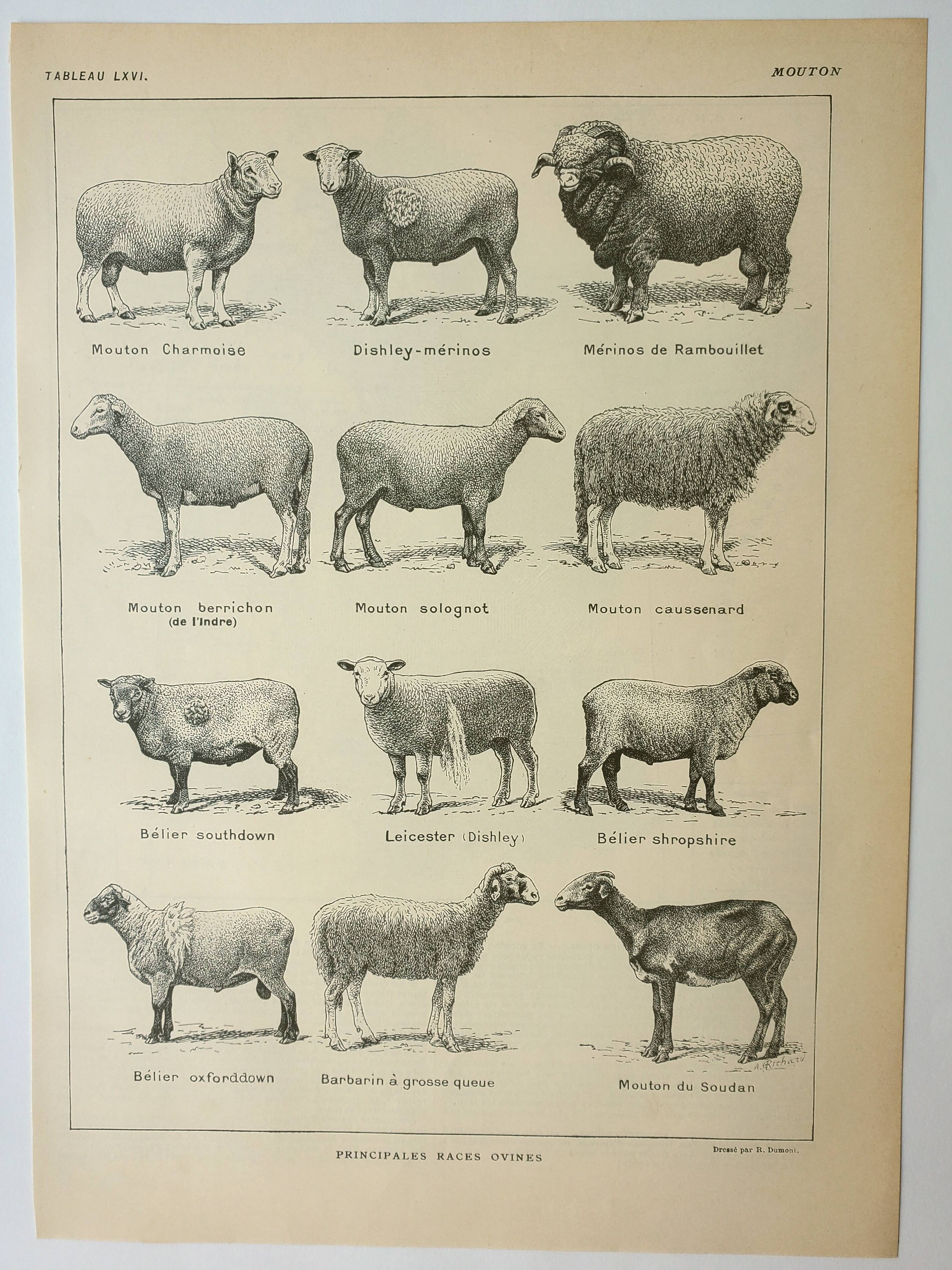 Old lithograph 1922, Sheep, sheep breeds, ram, wool • Engraving, original illustration