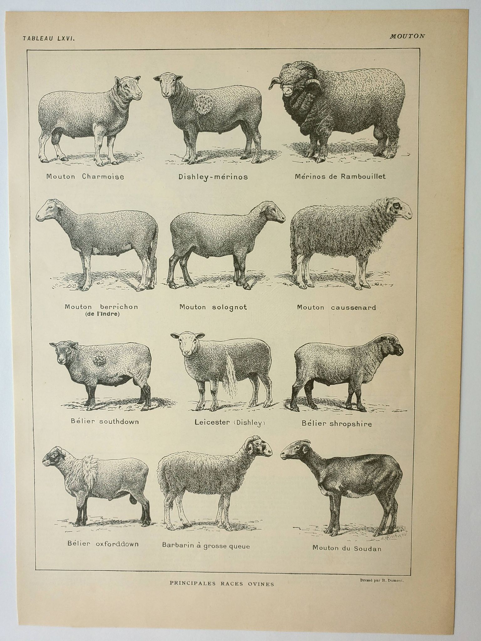 Old lithograph 1922, Sheep, sheep breeds, ram, wool • Engraving, original illustration