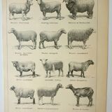 Old lithograph 1922, Sheep, sheep breeds, ram, wool • Engraving, original illustration
