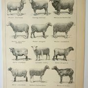 Old lithograph 1922, Sheep, sheep breeds, ram, wool • Engraving, original illustration