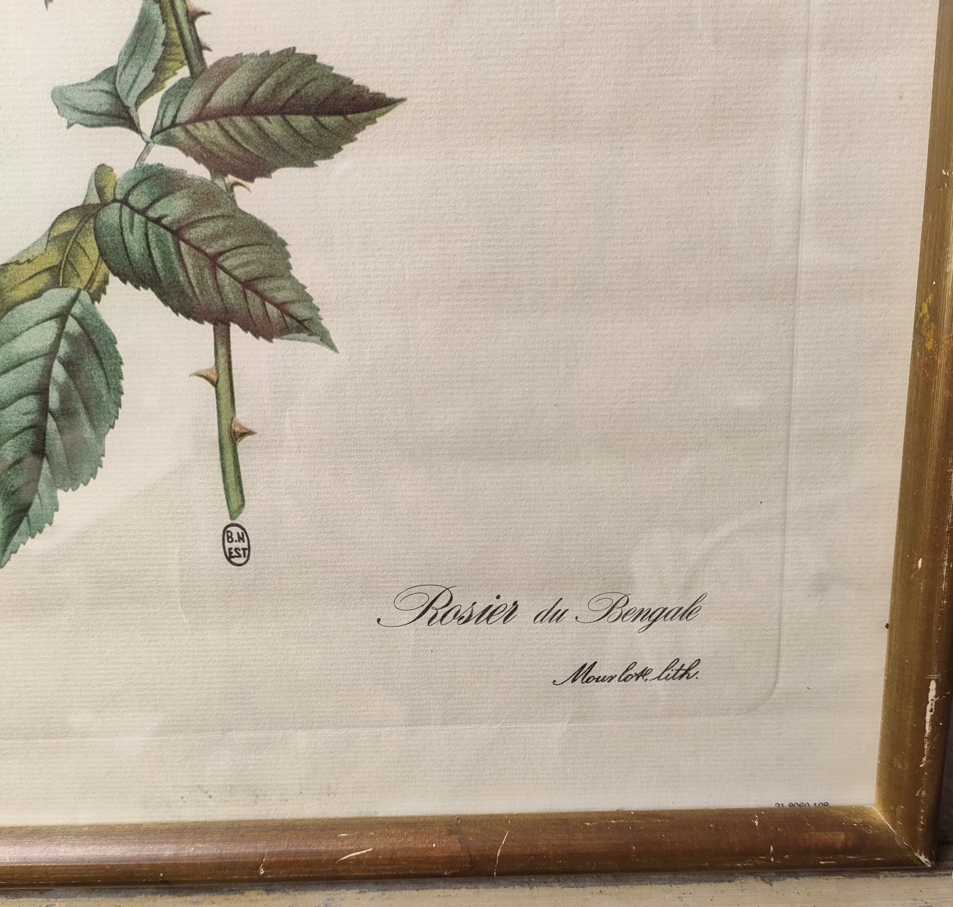 Botanical illustration Bengal rose 39 x 30 cm