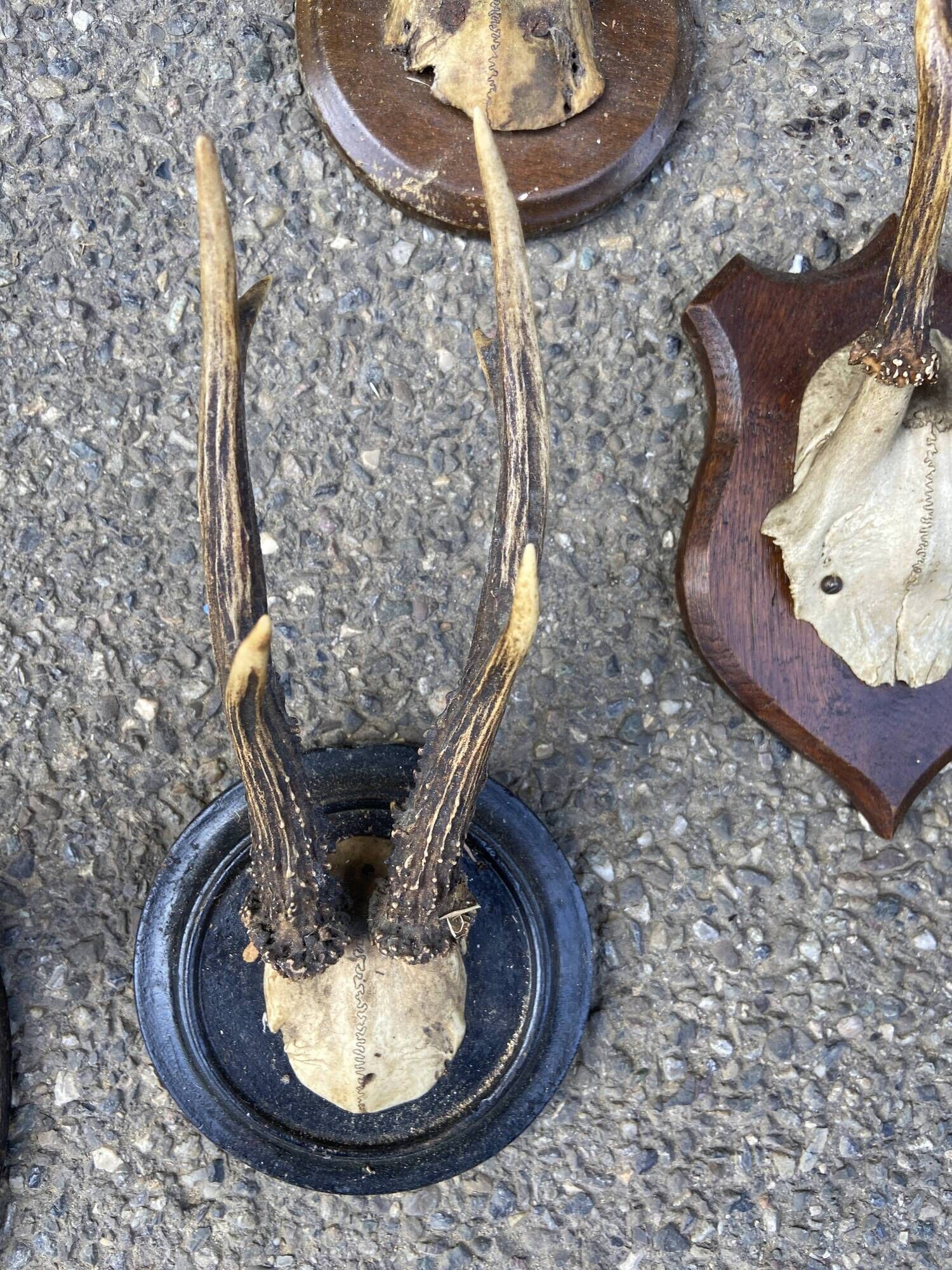 Set of 24 ancient hunting trophies cabinet of curiosities