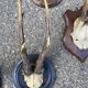 Set of 24 ancient hunting trophies cabinet of curiosities