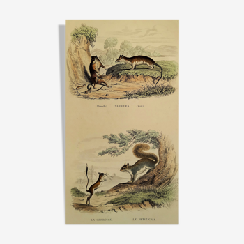 Planche zoologique originale " sarigues - gerboise - petit gris " buffon 1838