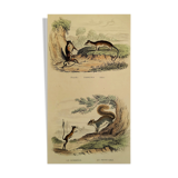 Original zoological plank " sarigues - gerboise - little grey " buffon 1838