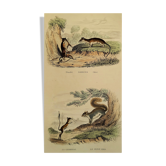 Planche zoologique originale " sarigues - gerboise - petit gris " buffon 1838