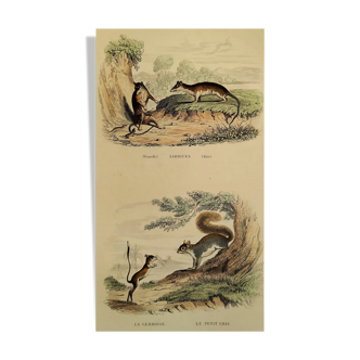Planche zoologique originale " sarigues - gerboise - petit gris " buffon 1838