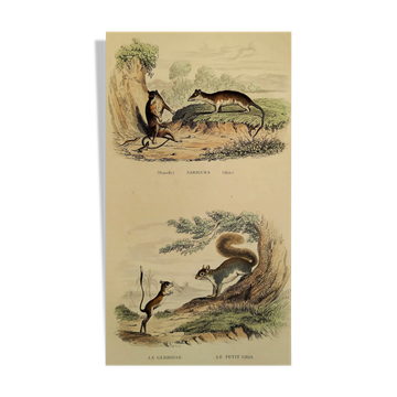 Planche zoologique originale " sarigues - gerboise - petit gris " buffon 1838