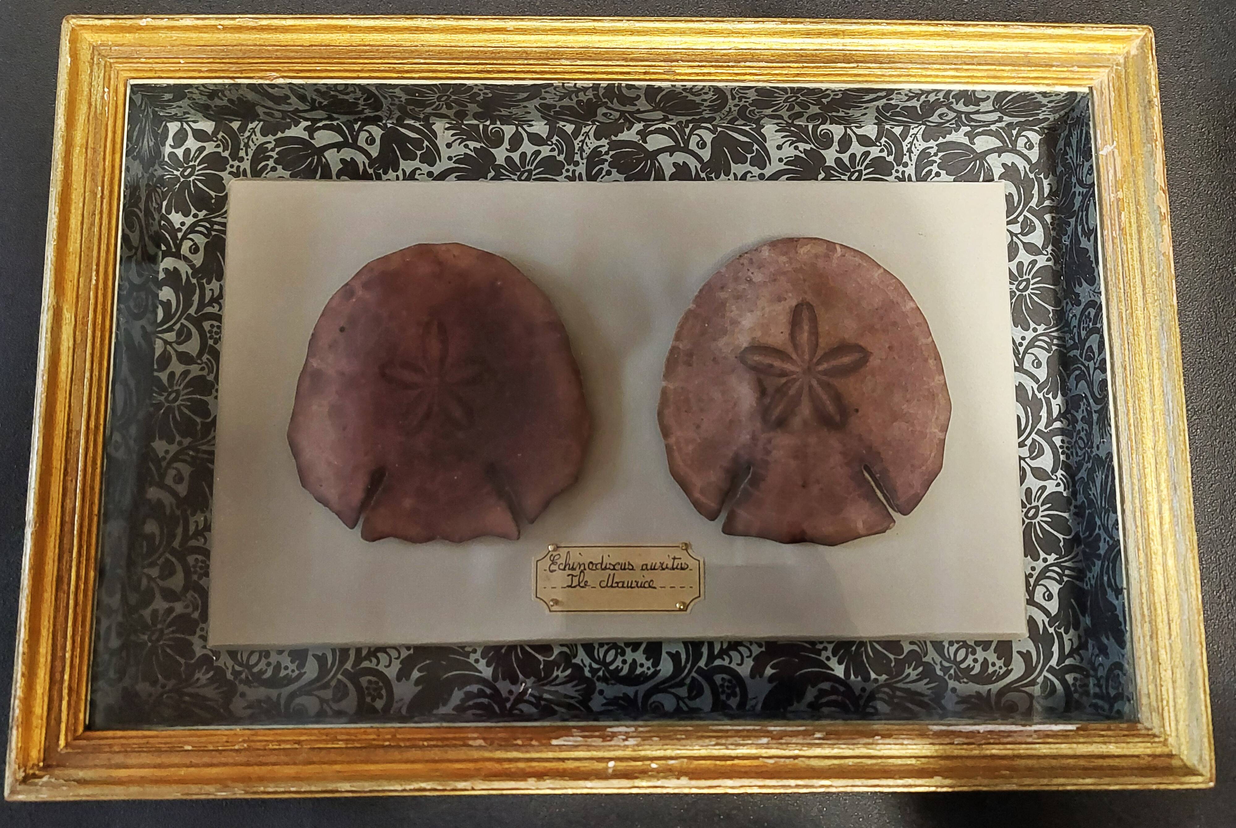 Frame with purple sea urchins Echinodiscus auritus
