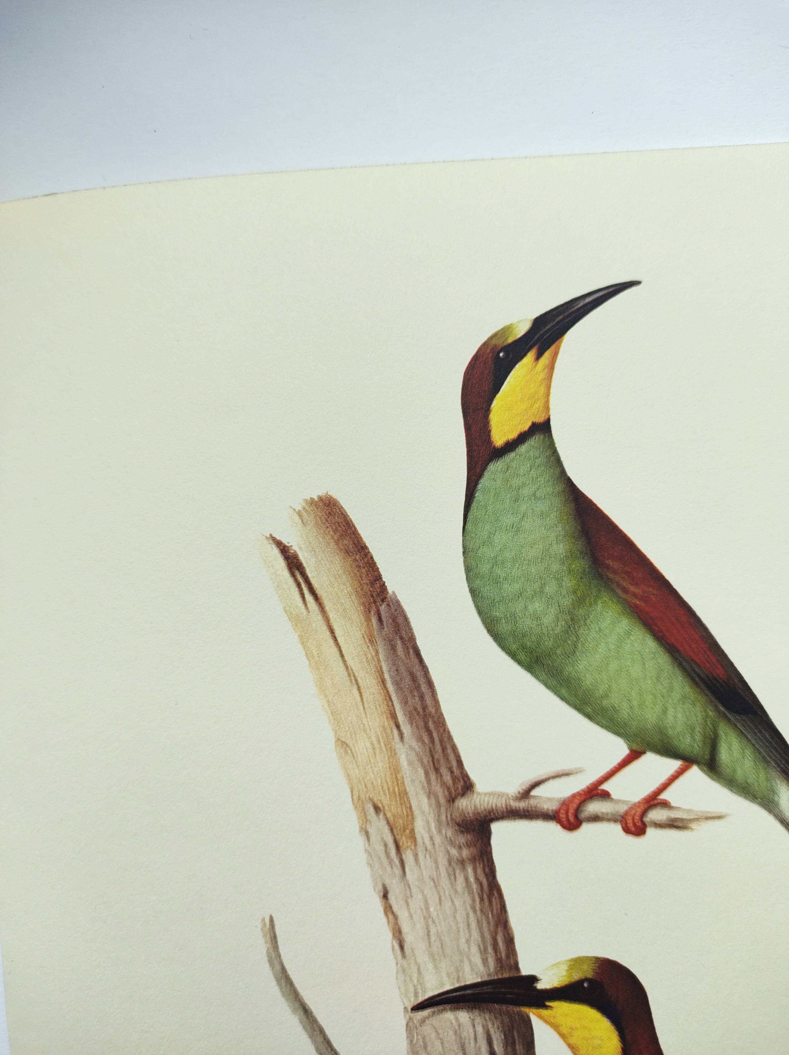 Old illustration - European bee-eater - Zoological and ornithological board from the 70s - Bird