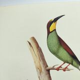 Old illustration - European bee-eater - Zoological and ornithological board from the 70s - Bird