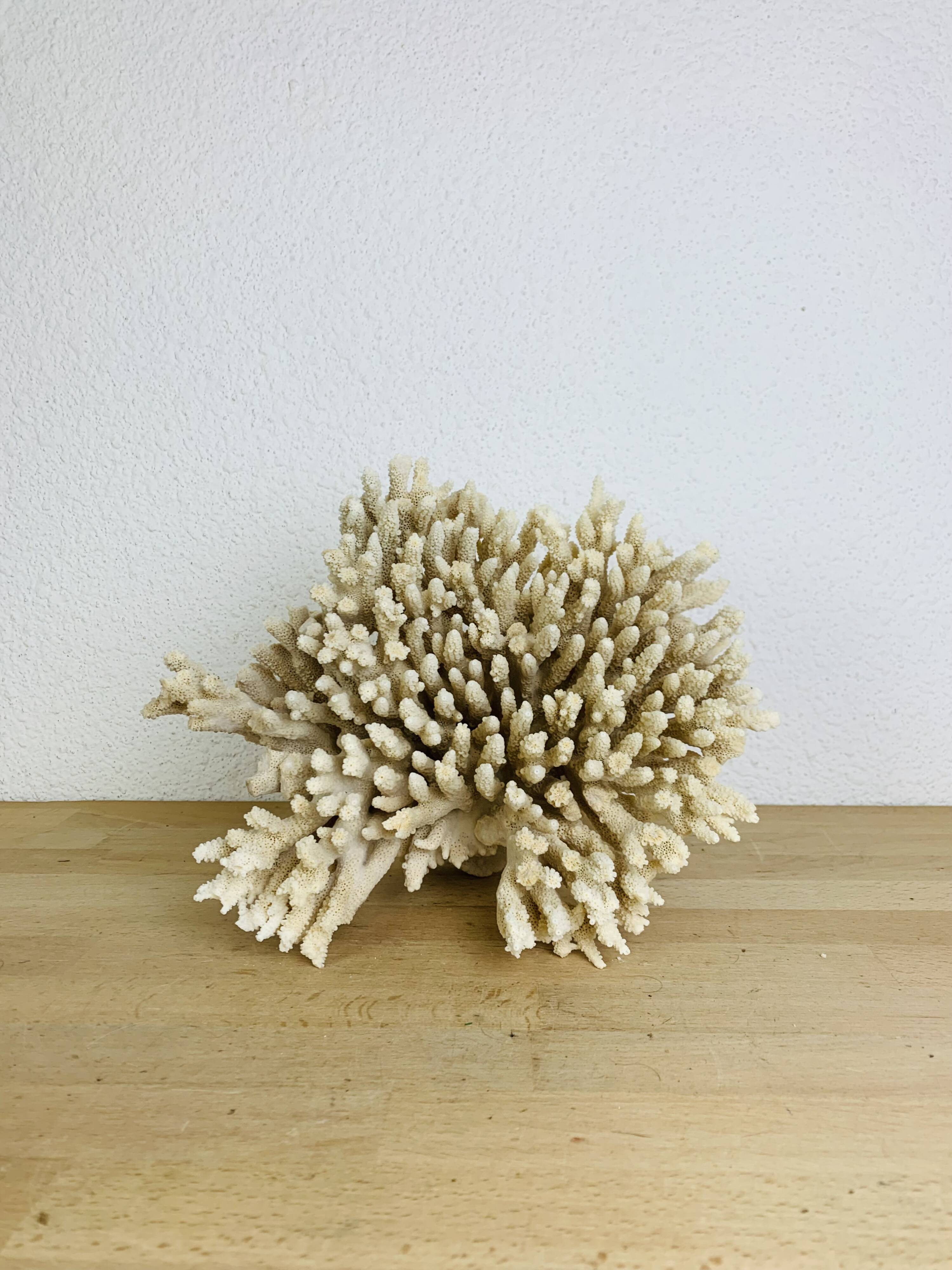 Old coral 29 cm