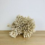 Corail ancien