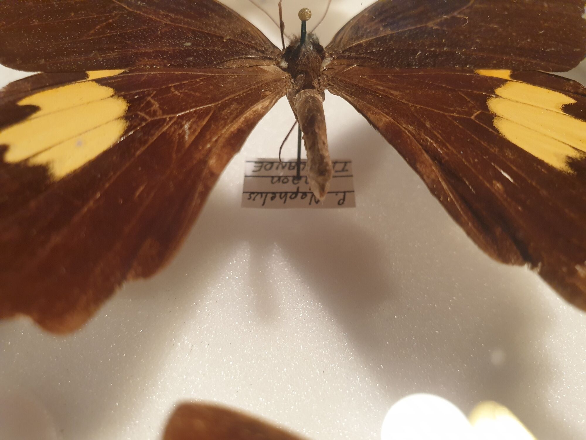 Showcase frame 8 butterflies of the world naturalized vintage 1970's