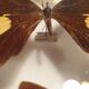 Showcase frame 8 butterflies of the world naturalized vintage 1970's
