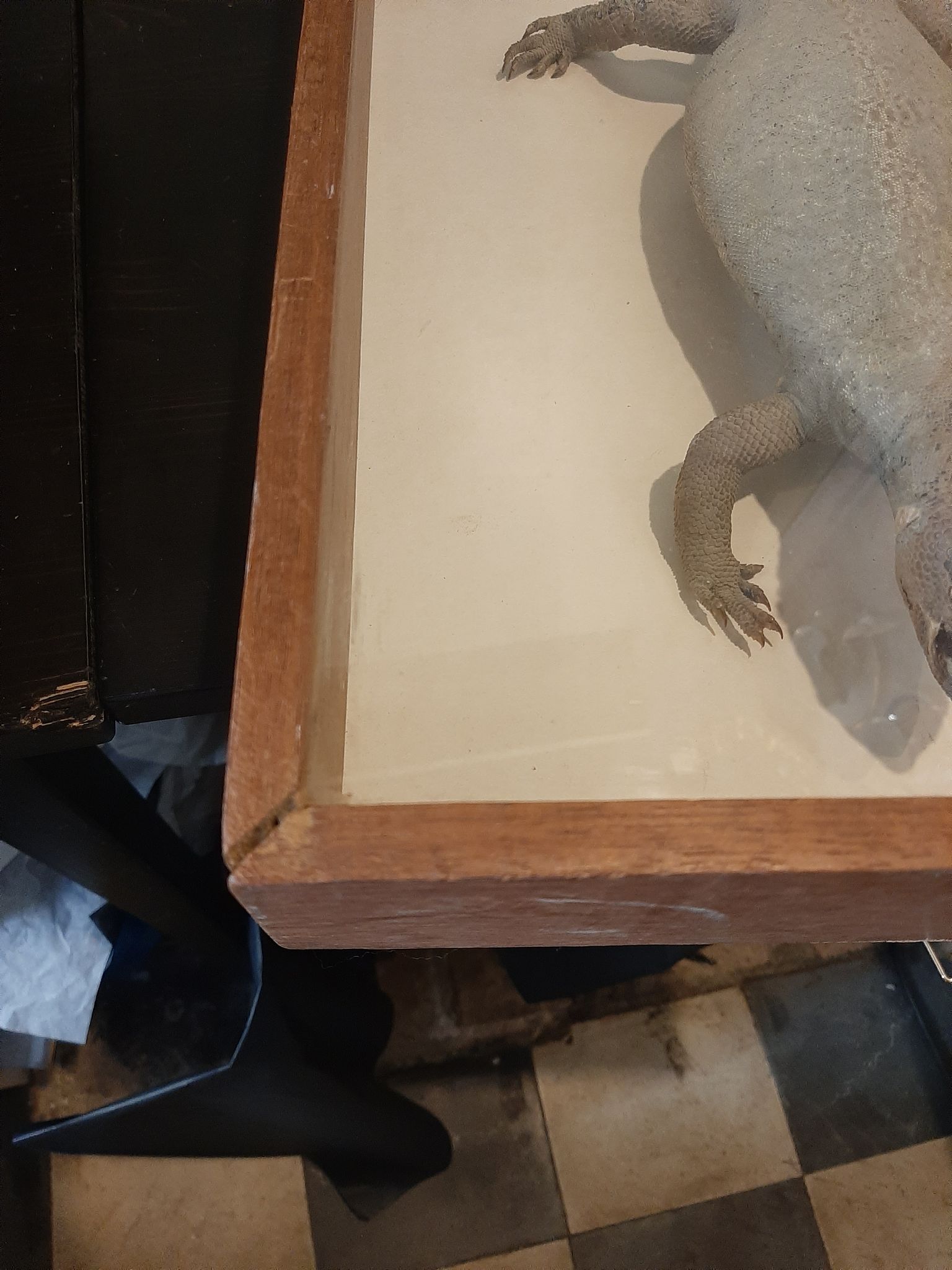 naturalized tail-whip lizard