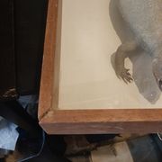 naturalized tail-whip lizard