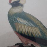 Pair of animal lithographs (birds)