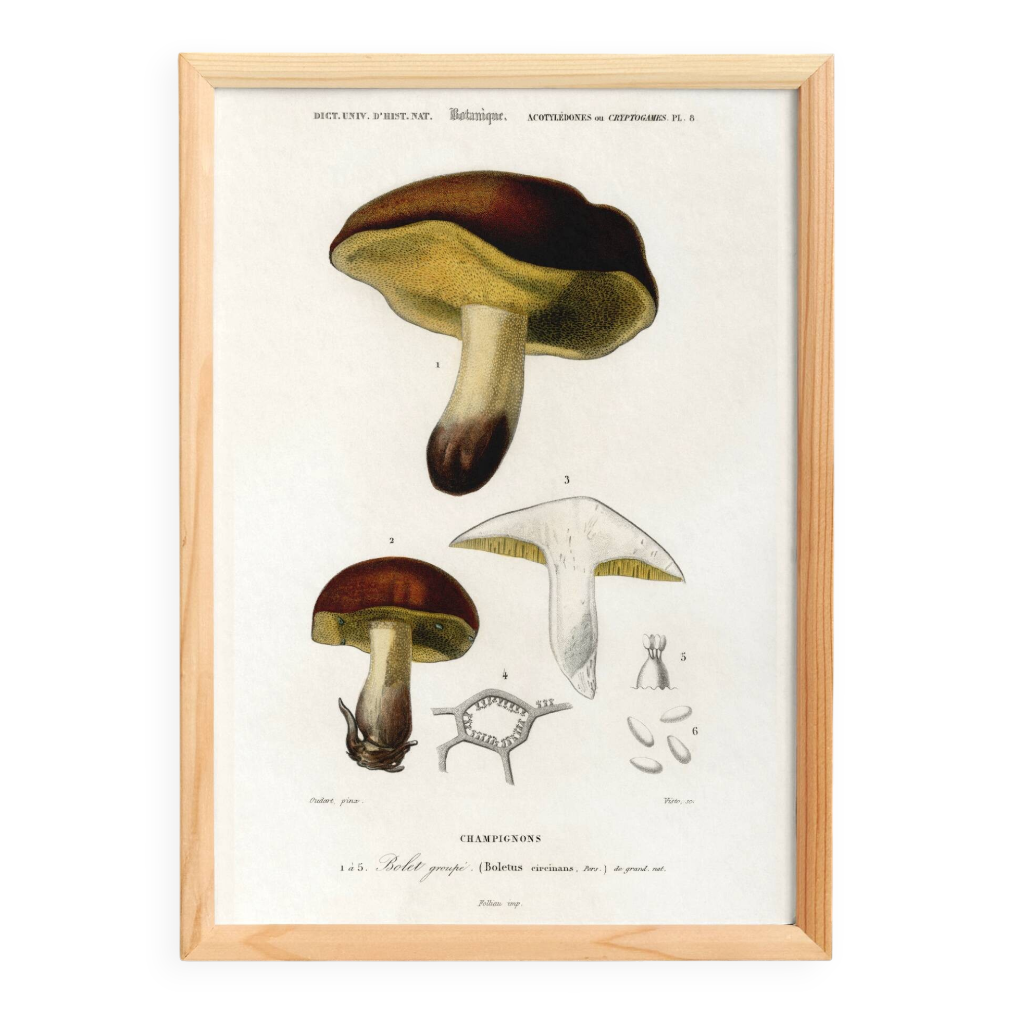 Poster about the boletus mushroom, based on an old engraving from 1849.
