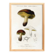 Poster about the boletus mushroom, based on an old engraving from 1849.
