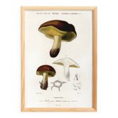 Poster about the boletus mushroom, based on an old engraving from 1849.
