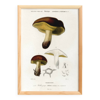 Affiche sur le bolet, d’après une gravure ancienne de 1849.