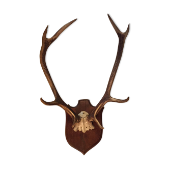 Trophée de chasse bois de cerf sur écusson massacre