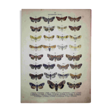 Antique Lithograph of Butterflies from 1887 - Pistacina - Vintage Engraving